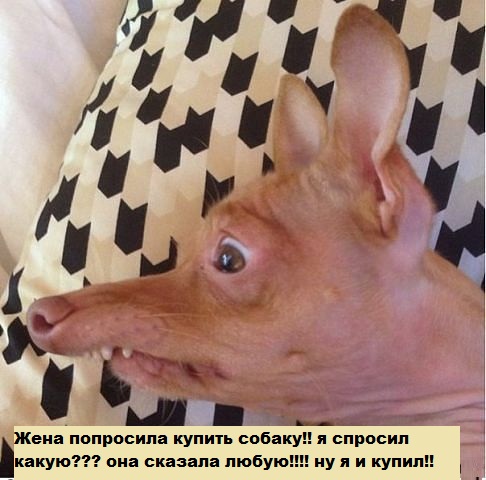 Весёлые картинки