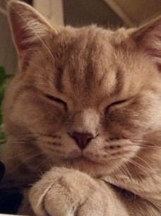 Мой зевающий кот