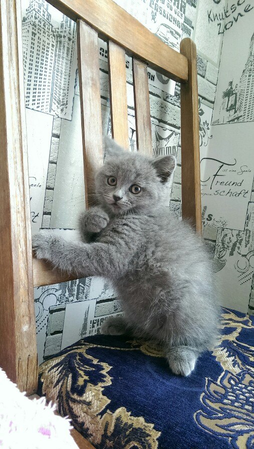 Коты из сети