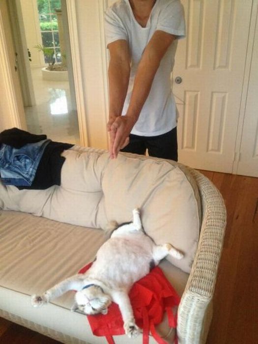 Коты и Кошки