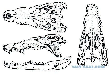 Что-то жрёт крокодилов на Ладоге. Ужс.