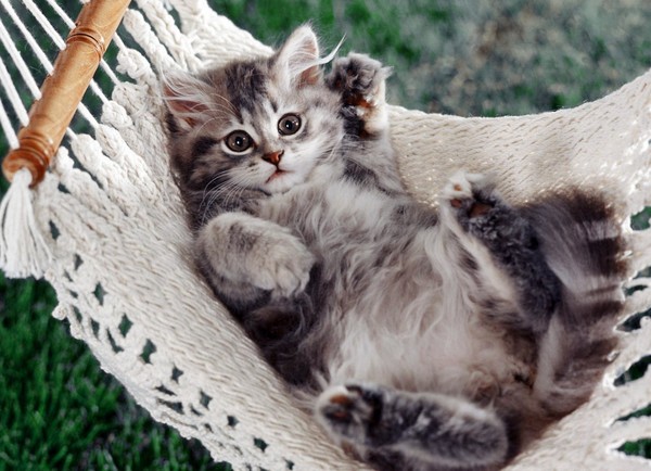 Коты и Кошки