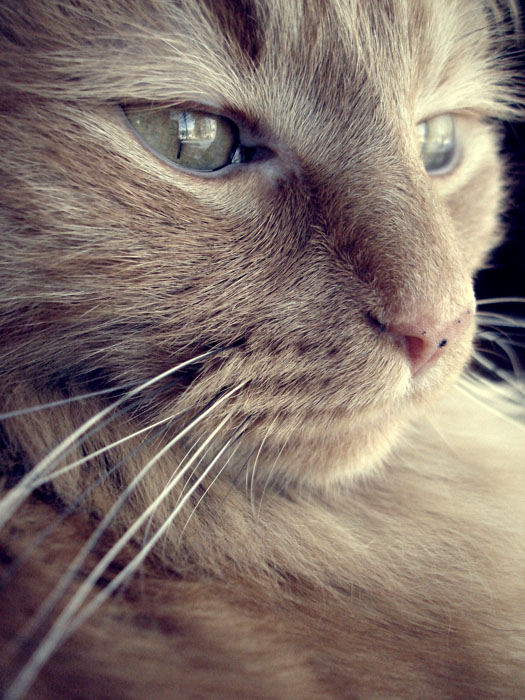 Коты и Кошки
