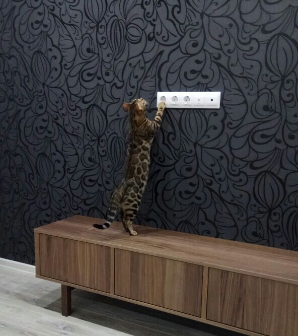 Котовторник