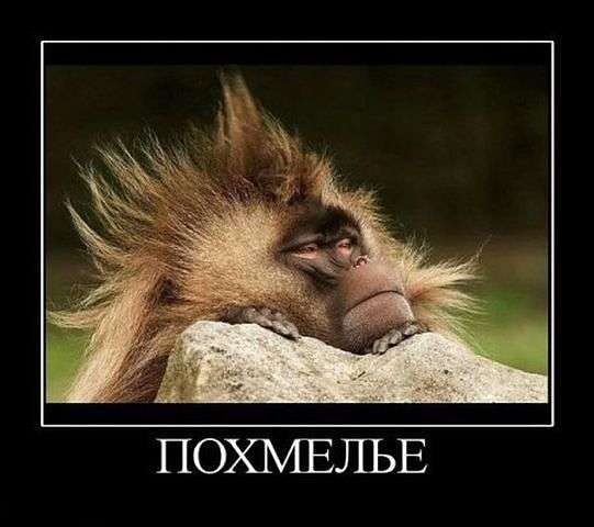 Вам срут в голову
