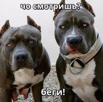 Немного черного юмора в пятницу