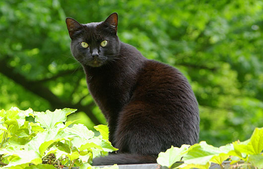 Коты на вторник на ЯПлакалъ (07.10.2008)