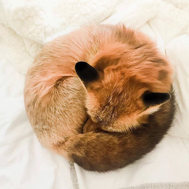Спокойной ночи . Милота уснула