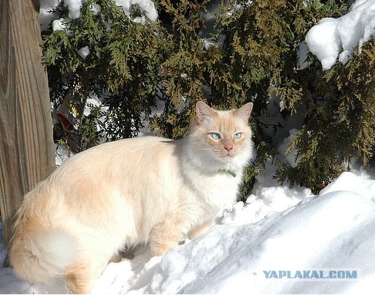 Котовторник на 2 ноября