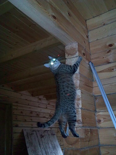 Котовторник, для любителей кошек