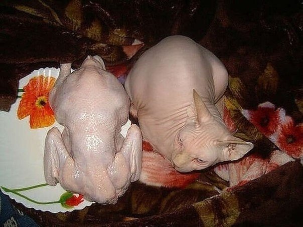 Немного милоты