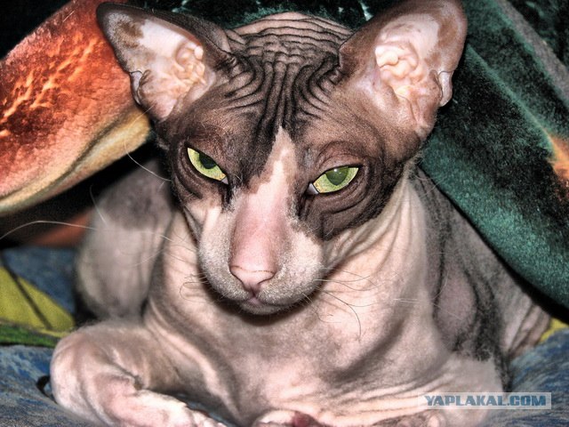 Котовторник 06.09.11