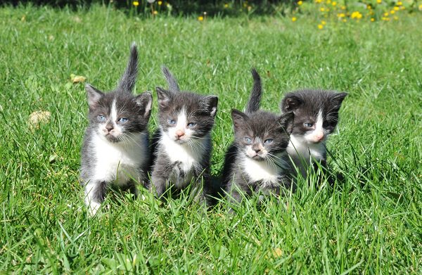 Котовторник так котовторник!