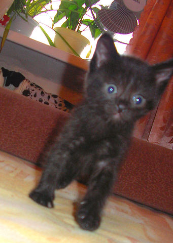 Котовторник! 08.11.11