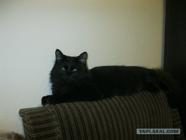 Котовторник! 13.03.2012