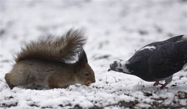 Белки бывают разные