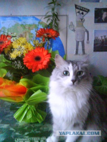 Котовторник 17.04.2012