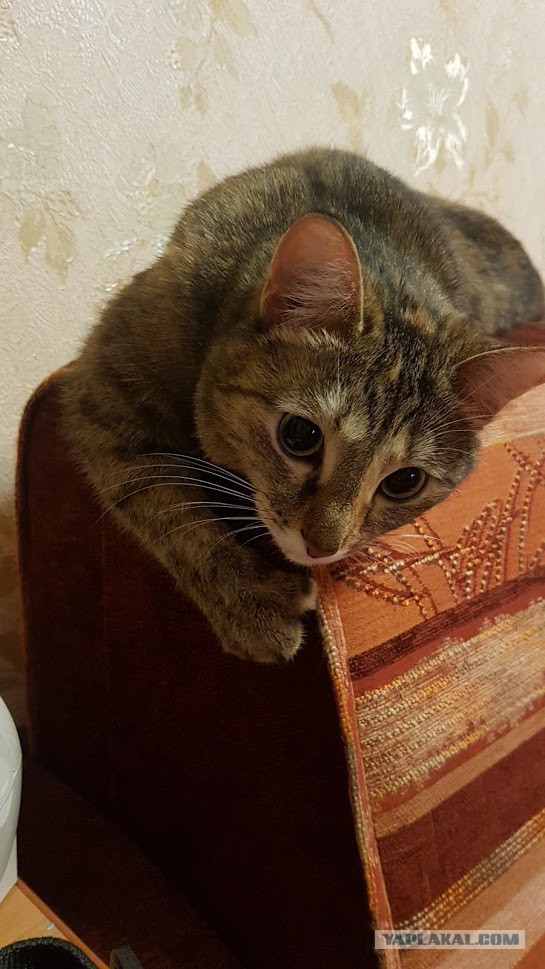 Трехцветное счастье