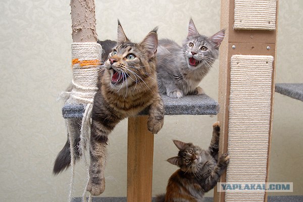 Котэ в кредит