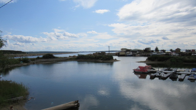 Шурпа обыкновенная, на природе