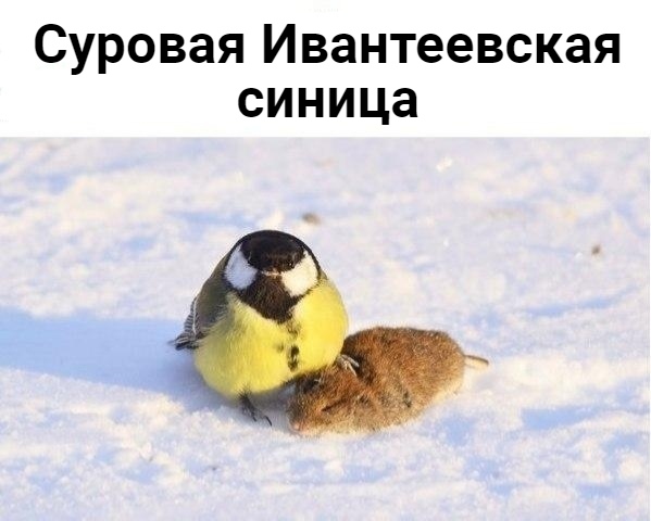 Суровый синиц