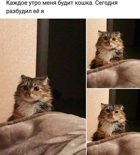 Разные картинки во вторник. С котами