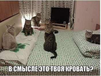Картинки с надписями и котами