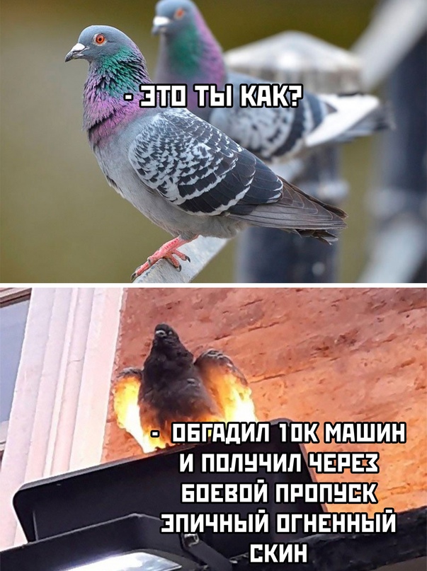 Весёлый полтишок 23.05