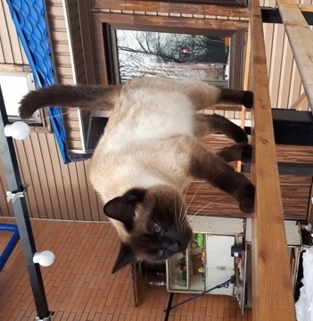 Котовторник 25.01.22