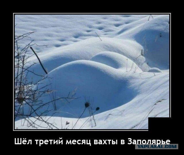 Найдется ли тот, кто сможет укротить?