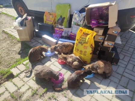 Мариупольские котики экстренно ищут дом