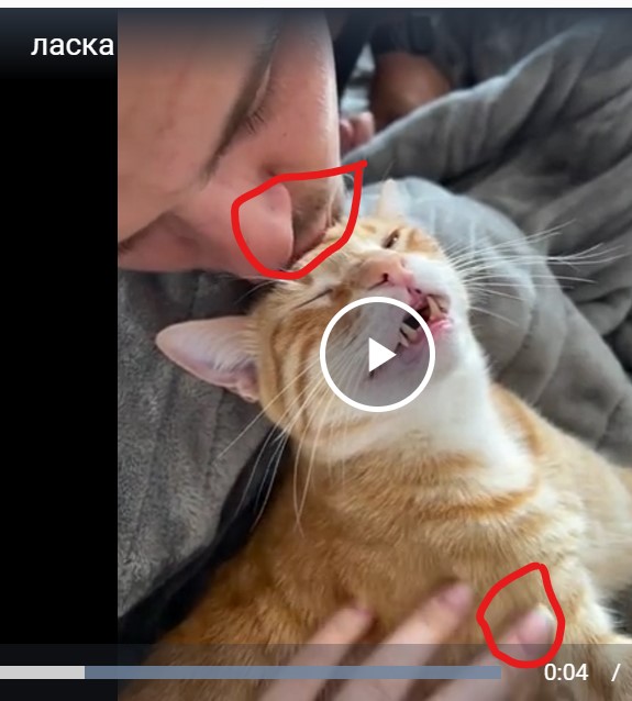 Уличный кот впервые получил работу