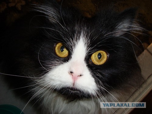 Котовторник 16.04.2013