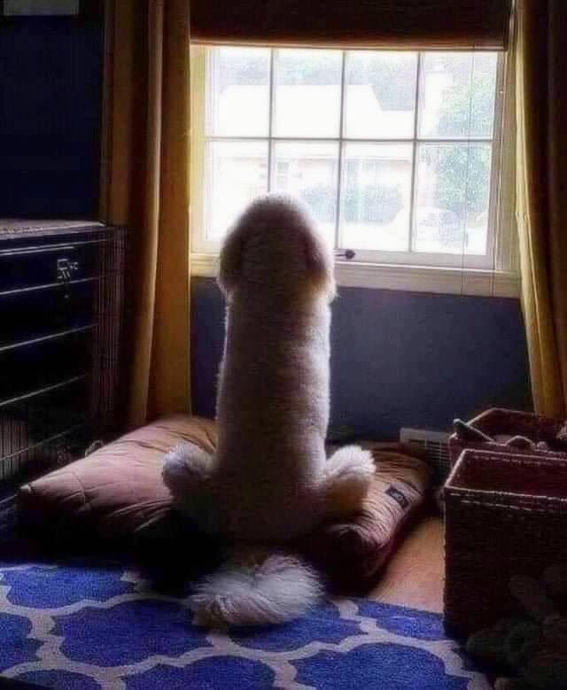 Comedy Pet Photo Awards 2020