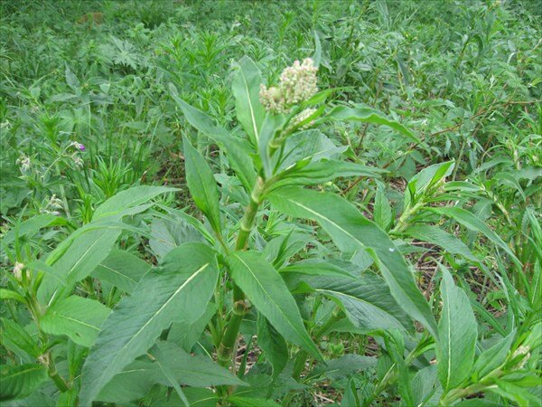 Щавель полевой. Рубенал ревень. Трава кислятка. Кислянка. Кислятка уральская.