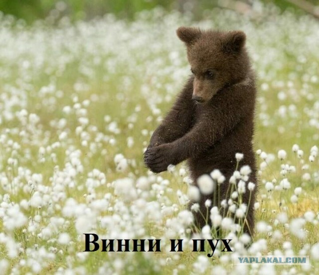 Сказка в жизни