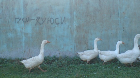 Гусь огонь