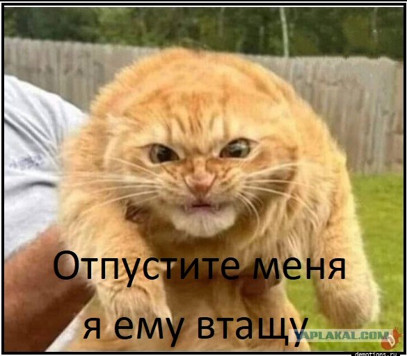 Лютый кот