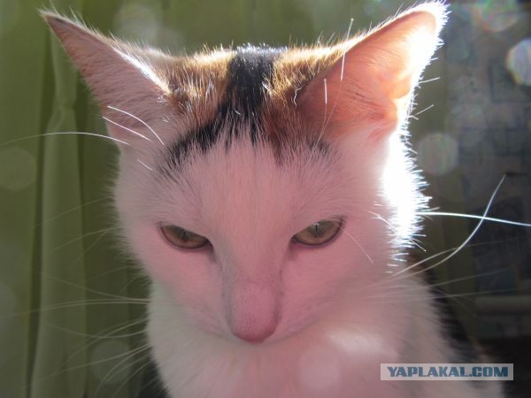 Котовторник 9.07.2013