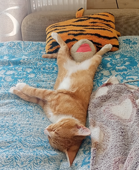 Дурацких фото котов тред