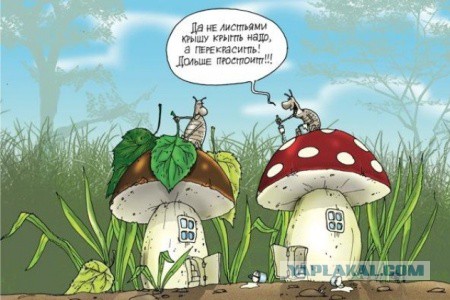 Грибы России