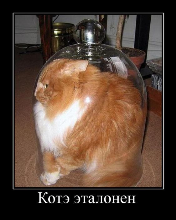 Когда вы плюсуeтe тему в платине