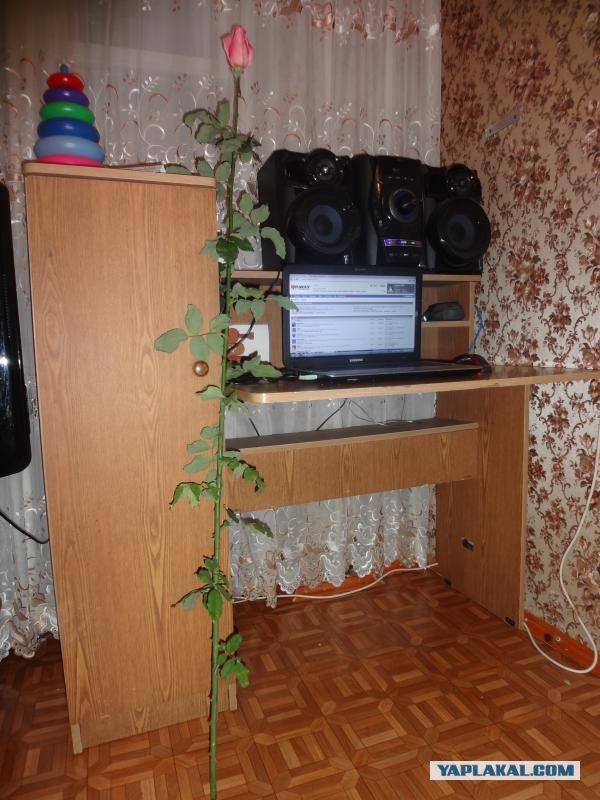 дамам ЯПа