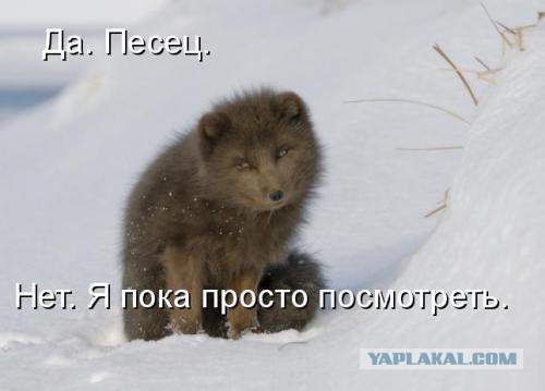Санкции от Деда Мороза?