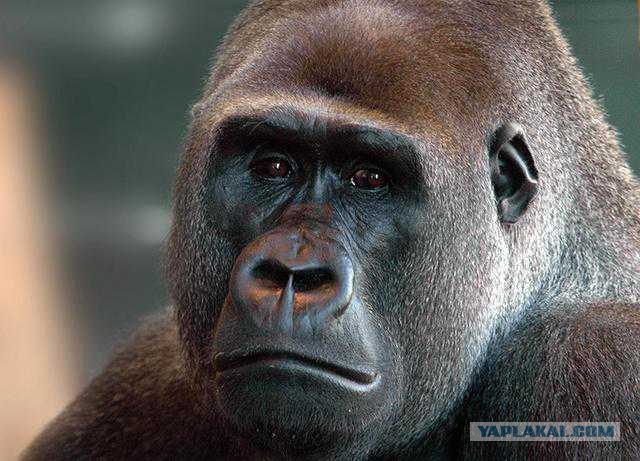 Веская причина