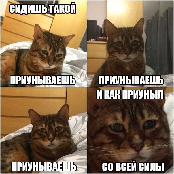 Встретил унылого кота