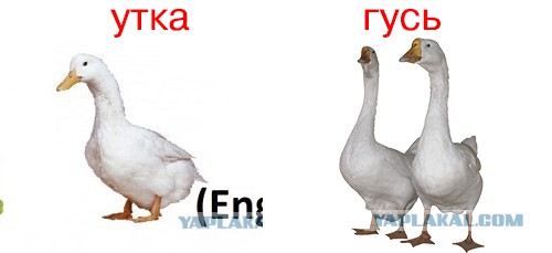 Как быстро испортить фонтан