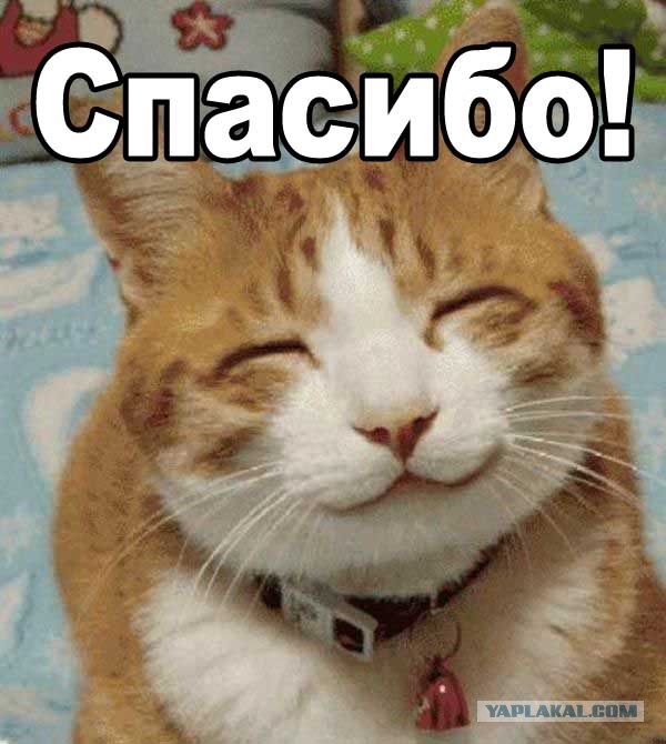 Как я сегодня спас кота