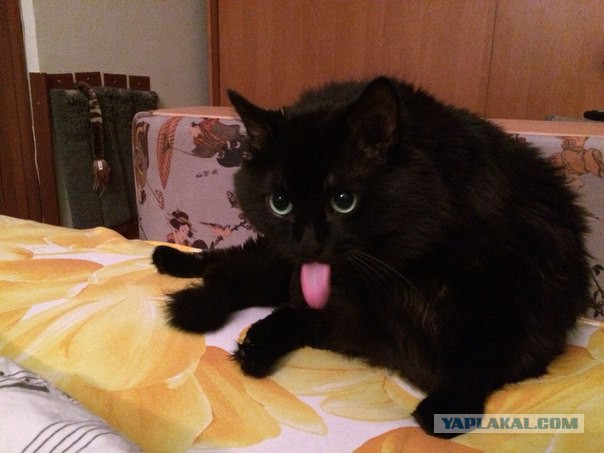 Котовторник 15.12.2015