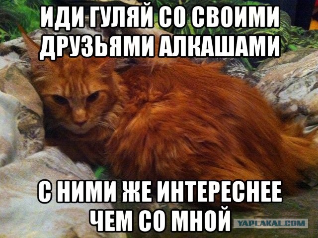 А чо так дорого?!